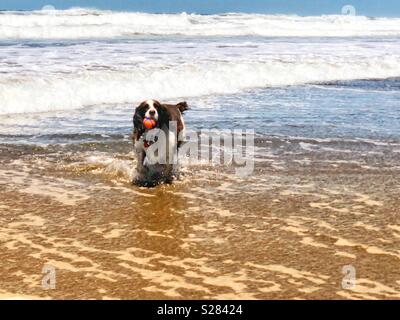 Trotzig ihr Rasen stehend in der Surf, English Springer Spaniel Welpe Hund stolz Griffen ihre Kugel in den Wellen des Ozeans an einem goldenen Sandstrand in Northern California Beach Stockfoto