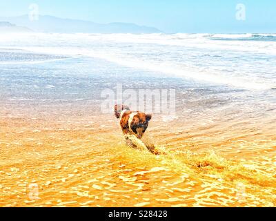 Schlappohren freudige English Springer Spaniel Welpe Hund als Sie spritzt durch die Ocean Wave ufer Pause an einem goldenen Sandstrand in Northern California Beach unter azurblauem Himmel im Sommer Stockfoto