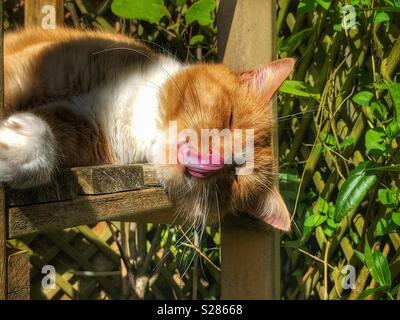 Ingwer Tom Cat ruht auf einer Holzbank, leckte sich die Nase Stockfoto