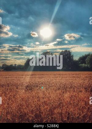 Sonne über Weizenfeld Stockfoto