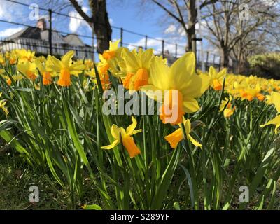 Narzissen in voller Blüte Stockfoto