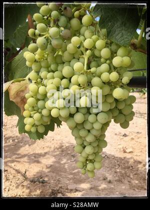 Macabeo reifenden Trauben am Weinstock, Katalonien, Spanien. Stockfoto