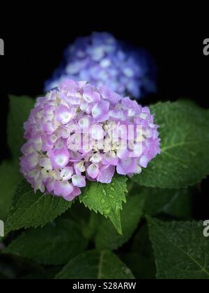 Bunte Pink, Blau und Weiß mit hellen Pastelltönen Hortensienblüten grüne Blätter und Wassertröpfchen. Der Hintergrund ist schwarz und die Blume in der Rückseite ist verschwommen. Stockfoto