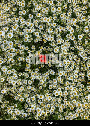 Einzelner isolierter Mohnblume unter einem Feld von wilden Margeriten Stockfoto