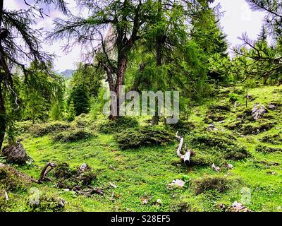 Magischen Wald, Rofangebirge, Rofangebirge und Brandenberger Alpen, Achensee, Österreich Stockfoto