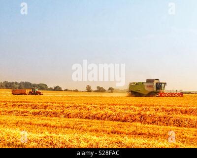 Weizen Ernte, Bawdsey, Suffolk, England. Stockfoto