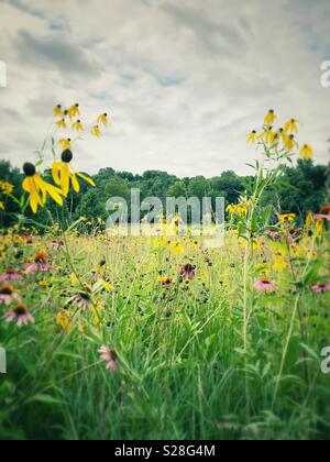 Eine Wiese der gebürtigen Prairie Wildblumen in voller Blüte. Stockfoto