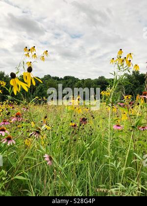 Native Prairie Wildblumen in voller Blüte in einer Wiese. Stockfoto