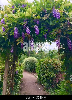 Wisteria Bogen über Fußweg mit grünen Sträuchern und Büschen neben. Stockfoto