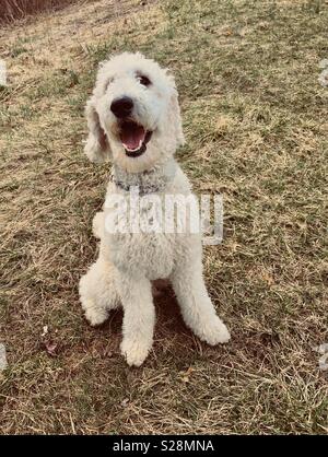 Standard poodle glücklich Stockfoto