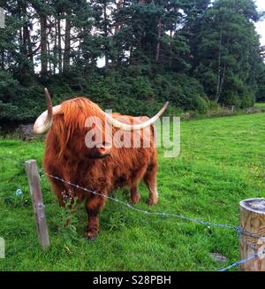 Highland Kuh in Schottland Stockfoto