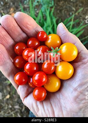 Rote und gelbe Kirschtomaten in die Hand eines Mannes Stockfoto
