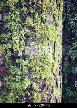 Moos wächst auf Bäumen Stockfoto