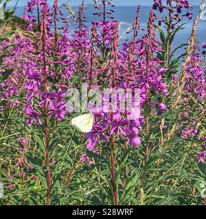 Kohlweißling auf lila wilde Blume Stockfoto