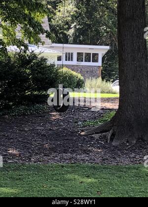 Reifen schwingen hängen von großen Baum. Stockfoto