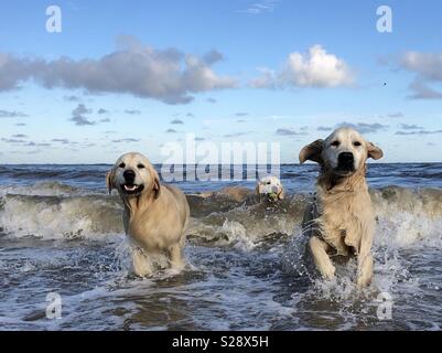 Drei Golden Retriever, Junge, Max und tygo Schwimmen im Meer am Strand von Katwijk in den Niederlanden Stockfoto