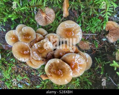 Pilze nach einem Regen in Juneau, Alaska Stockfoto