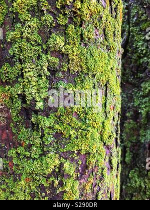 Flechten wachsen an der Seite des Baumes Stockfoto