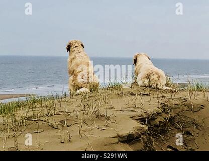 Golden Retriever an Dubes Stockfoto