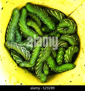 Stapel der Tomate hornworms in einem gelben Eimer gesammelt Stockfoto