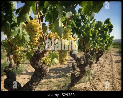 Macabeo reifenden Trauben am Weinstock, Katalonien, Spanien. Stockfoto
