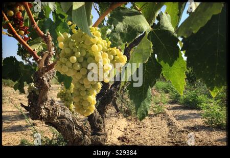 Macabeo reifenden Trauben am Weinstock, Katalonien, Spanien. Stockfoto
