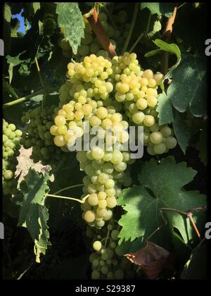 Macabeo reifenden Trauben am Weinstock, Katalonien, Spanien. Stockfoto