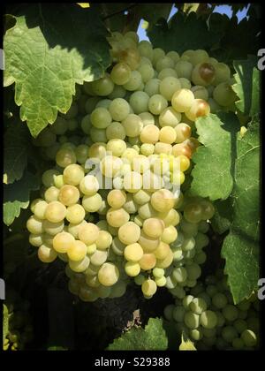 Macabeo reifenden Trauben am Weinstock, Katalonien, Spanien. Stockfoto