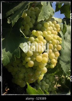 Macabeo reifenden Trauben am Weinstock, Katalonien, Spanien. Stockfoto