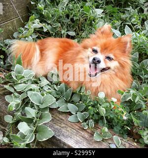 Pomeranian Hund, niedlichen Hund, Hund zur Festlegung Stockfoto
