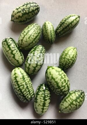 Cucamelons. Das erste mal Sie wachsen. Traube - sortierte Frucht mit einer Wassermelone Muster. Schmeckt wie Gurke gekreuzt mit einem Kalk! Stockfoto