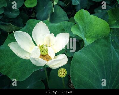 Weißer Lotus Stockfoto