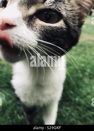 Eine Tabby-katze Lecken der Lippen, während das Lernen über Kameraobjektiv Stockfoto