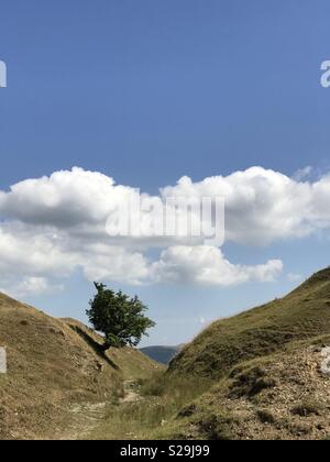 Einsamer Baum stehend in den Bergen im Sommer. Stockfoto