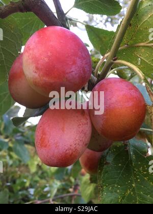 Reife Pflaumen Victoria auf einem Baum in Yorkshire, England, Großbritannien Stockfoto