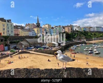 Hafen von Tenby, West Wales, mit einer Silbermöwe auf der Hafenmauer. Stockfoto