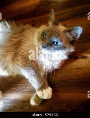 Wunderschöne Ragdoll Cat Festlegung im Sonnenlicht. Stockfoto