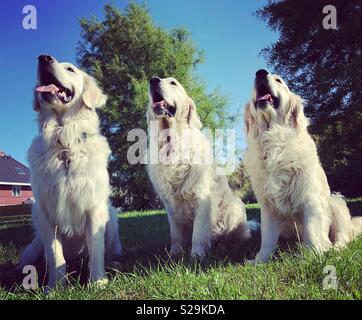 Drei Golden Retriever Stockfoto