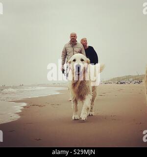 Walking am Strand mit Golden Retriever Stockfoto