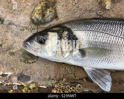 Kopf einer live Seebarsch (Dicentrarchus labrax) in einem Rock Pool, bevor sie zurückgegeben werden. Stockfoto