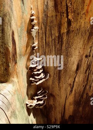 Rinde Pilze aus Holz geschnitzte Stuhl. Stockfoto