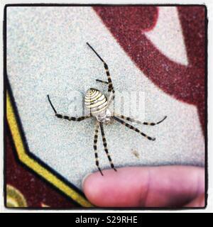 Gelb & schwarz gestreifter Spinne Stockfoto