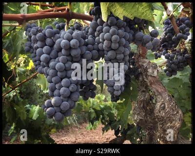 Carignan Trauben reifen an der Rebe, Katalonien, Spanien. Stockfoto