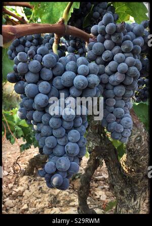 Carignan Trauben reifen an der Rebe, Katalonien, Spanien. Stockfoto