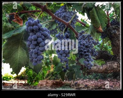 Carignan Trauben reifen an der Rebe, Katalonien, Spanien. Stockfoto