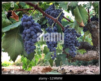 Carignan Trauben reifen an der Rebe, Katalonien, Spanien. Stockfoto