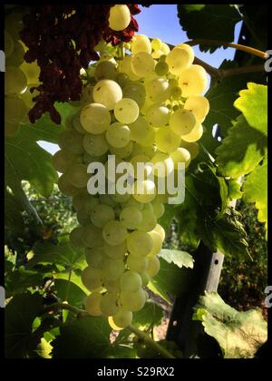 Macabeo reifenden Trauben am Weinstock, Katalonien, Spanien. Stockfoto