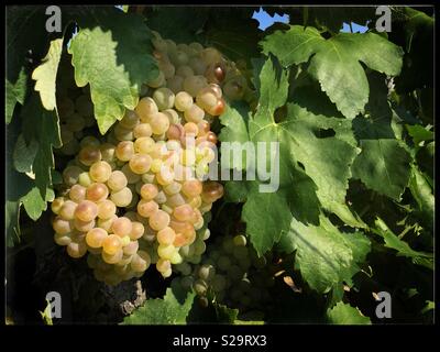 Macabeo reifenden Trauben am Weinstock, Katalonien, Spanien. Stockfoto