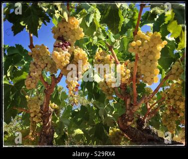 Macabeo reifenden Trauben am Weinstock, Katalonien, Spanien. Stockfoto