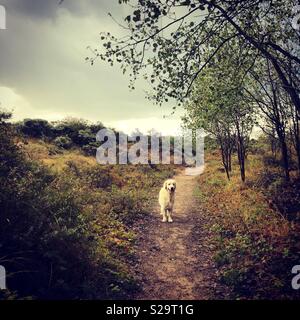 Golden Retriever in den Dünen Stockfoto